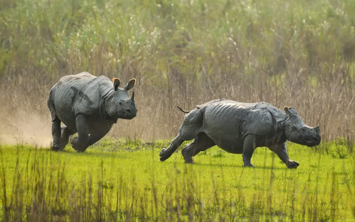 Playful Giants: One-Horned Rhinos Frolic in Kaziranga's Wild Embrace  